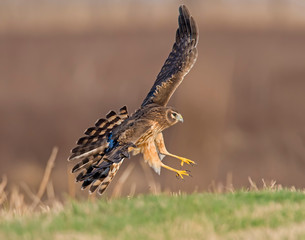 Northern Harrier in flight