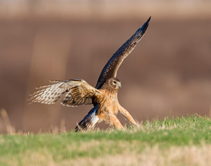 Northern Harrier in flight