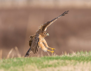 Northern Harrier in flight