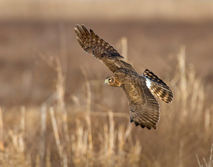 Northern Harrier in flight