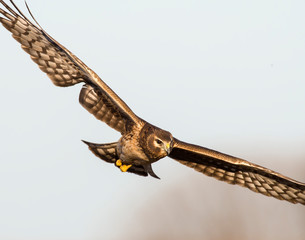 Northern Harrier in flight