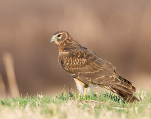 Northern Harrier on the ground