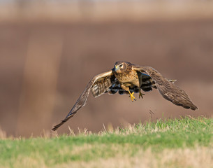 Northern Harrier in flight