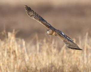 Northern Harrier in flight