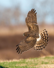Northern Harrier in flight