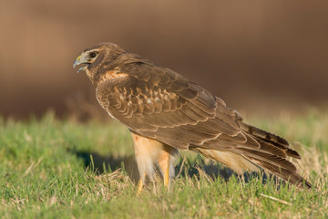 Northern Harrier on the ground