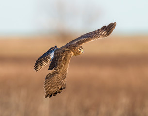 Northern Harrier in flight