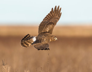 Northern Harrier in flight