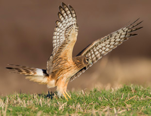 Northern Harrier in flight