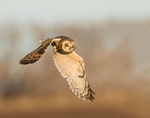 Short-eared Owl in flight