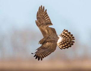 Northern Harrier in flight