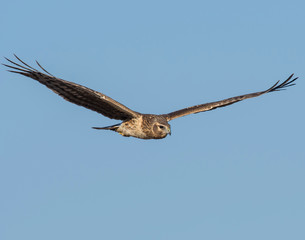 Northern Harrier in flight