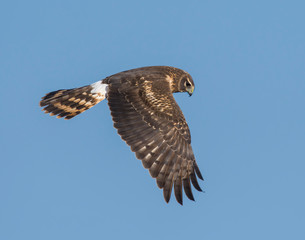 Northern Harrier in flight