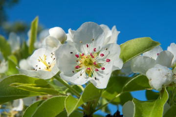 Obraz premium Pear flower on a tree branch in spring