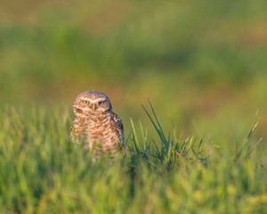 Burrowing Owl