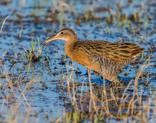 King Rail in a swamp