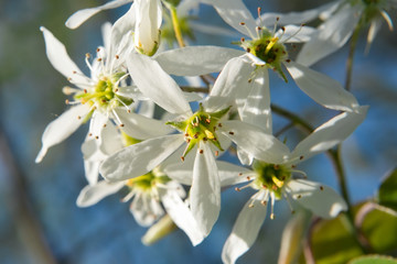 Amelanchier flower on a branch of a bush in spring