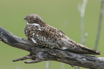 Common Night Hawk