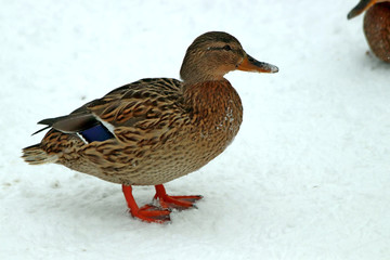 duck on snow