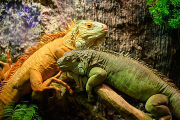 Two iguanas sitting on a branch