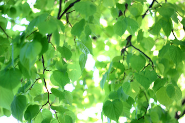 Fototapeta na wymiar blurred natural background with Linden branches and leaves out of focus.