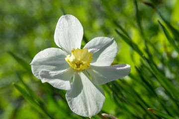 Fototapeta na wymiar Daffodil (Narcissus) flower on a spring day