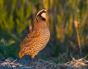 Male Bobwhite Quail