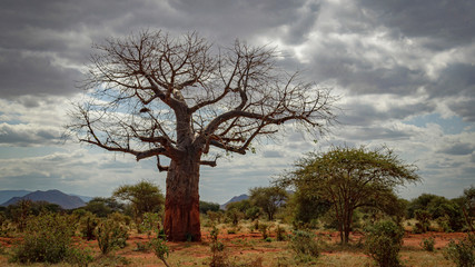 Fototapeta na wymiar Lonely baobab in savanna