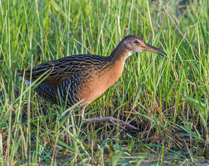 King Rail in a swamp