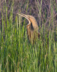 American Bittern in a marsh