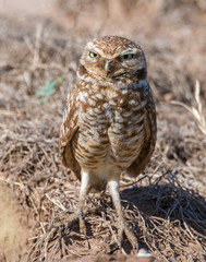 Burrowing Owl