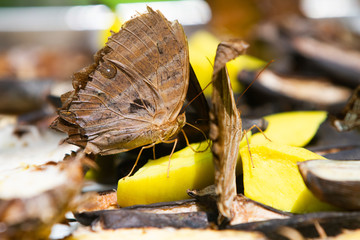 Orange and brown butterfly on mango slices