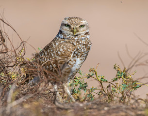 Burrowing Owl