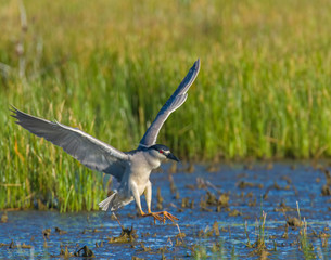 Black-crowned Night Heron