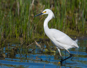 Snowy Egret