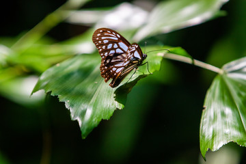 Fototapeta na wymiar Butterfly on green leaves in tropical setting 