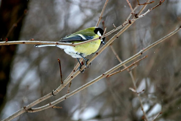 great tit on branch