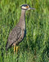 Yellow-crowned Night Heron