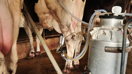 Close up milking a cow with Milking Machine in farm. career agriculture, farmer. Real cow's milk farm Asia Thailand. Milking management Procedure