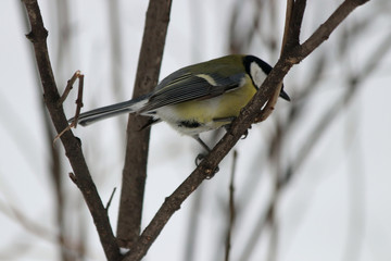 great tit on branch