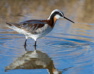 Wilson's Phalarope