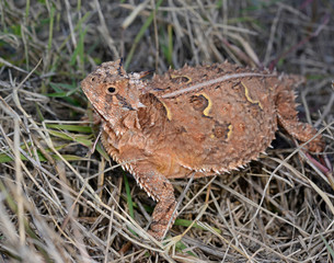 Texas Horned Lizard in the grass