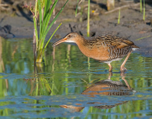 King Rail in a swamp