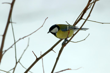 great tit on branch