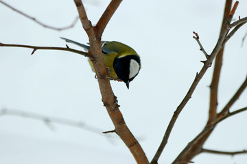 great tit on branch of tree
