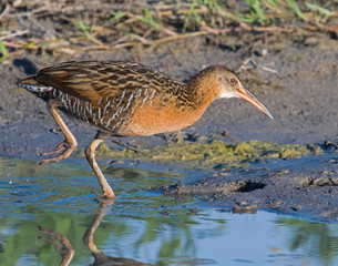 King Rail in a marsh