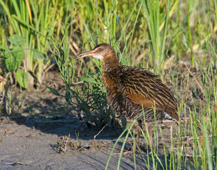 King Rail in a marsh