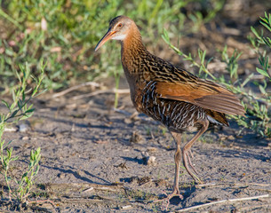 Obraz premium King Rail in a marsh