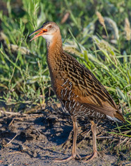 King Rail in a marsh