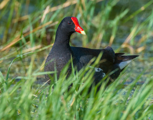 Common Gallinule in a marsh